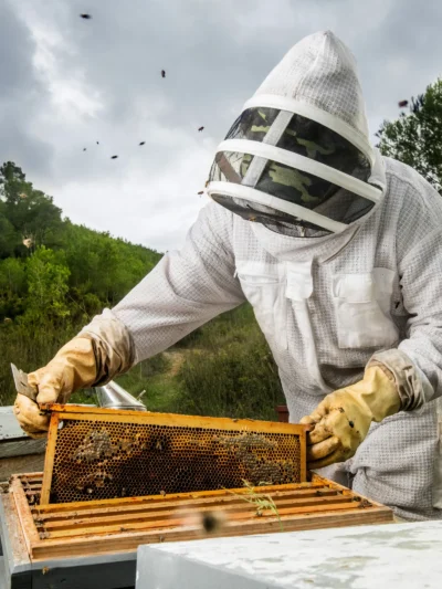 Beekeeping Equipement